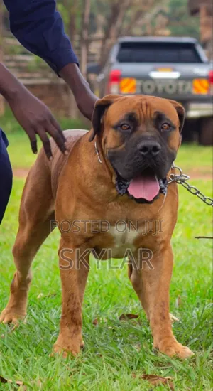 Photo - 1+ year Male Purebred Boerboel