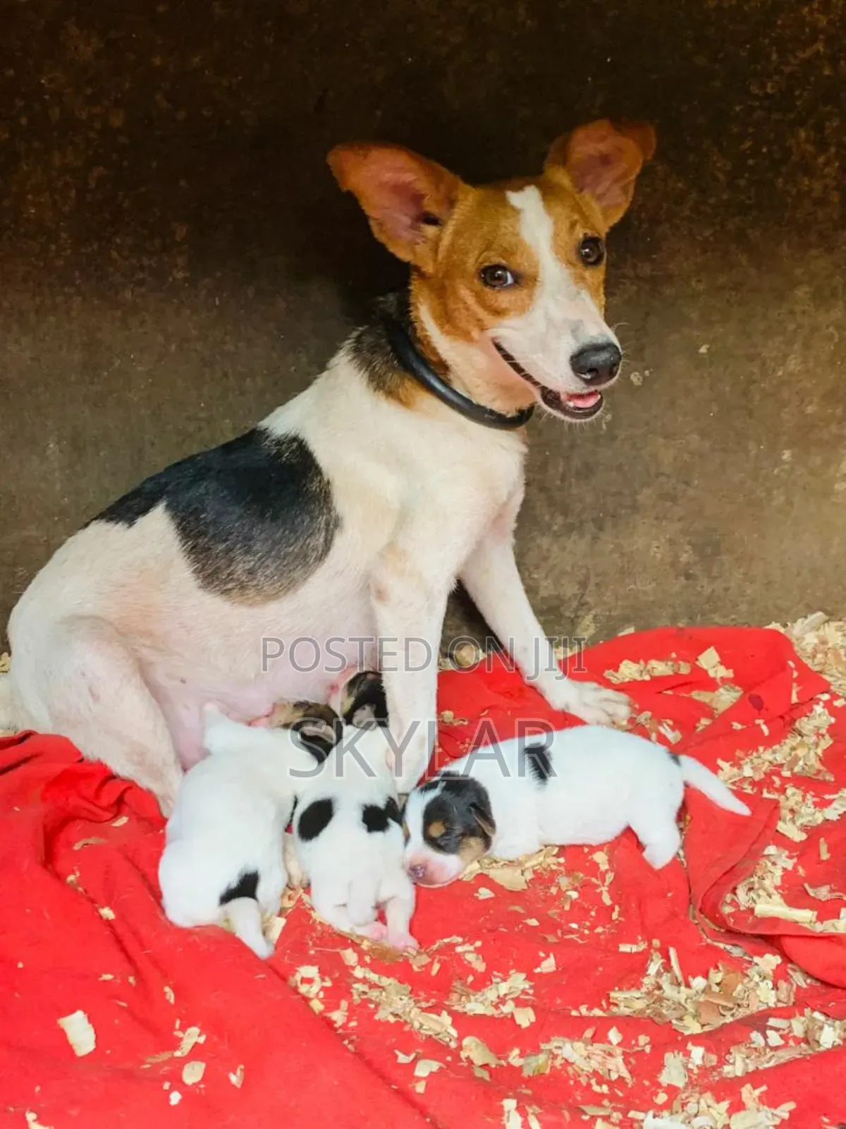 1-3 months Male Purebred Jack Russell Terrier