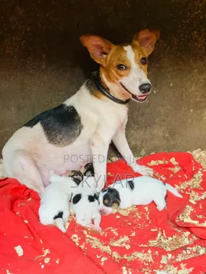 Photo - 1-3 months Male Purebred Jack Russell Terrier