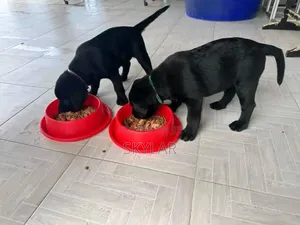 Photo - 1-3 months Male Purebred Labrador Retriever