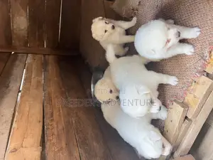 1-3 months Male Purebred Japanese Spitz