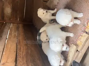 1-3 months Male Purebred Japanese Spitz