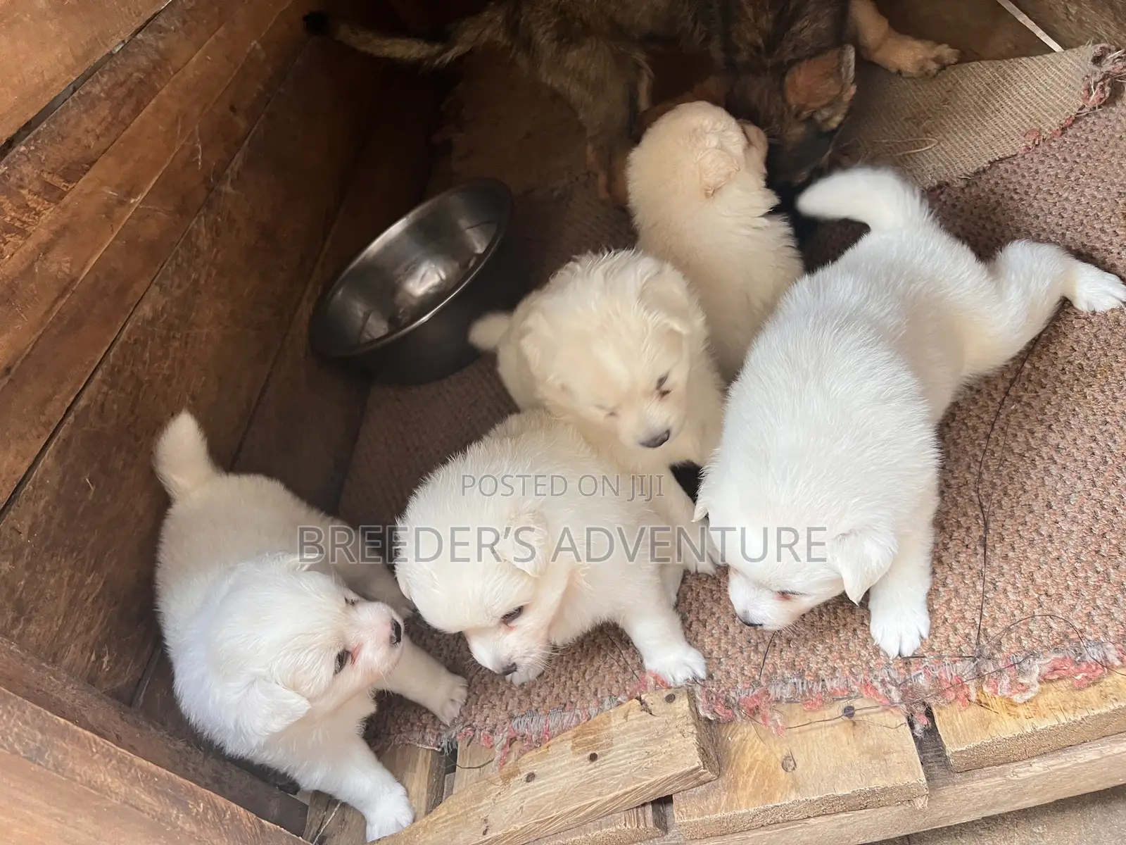 1-3 months Male Purebred Samoyed