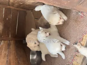 1-3 months Male Purebred Samoyed