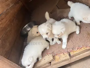 1-3 months Male Purebred Samoyed
