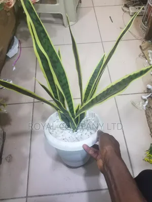 Dracaena Snake Plant /Artificial Plant