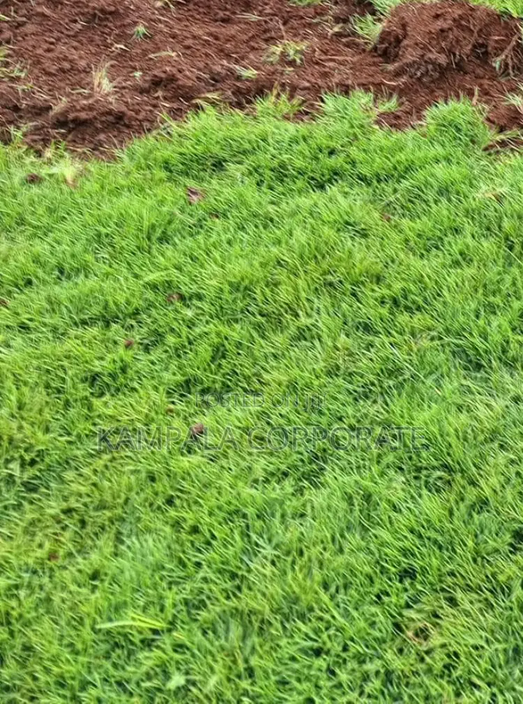 Natural Grass Carpet Grass. Free Planting