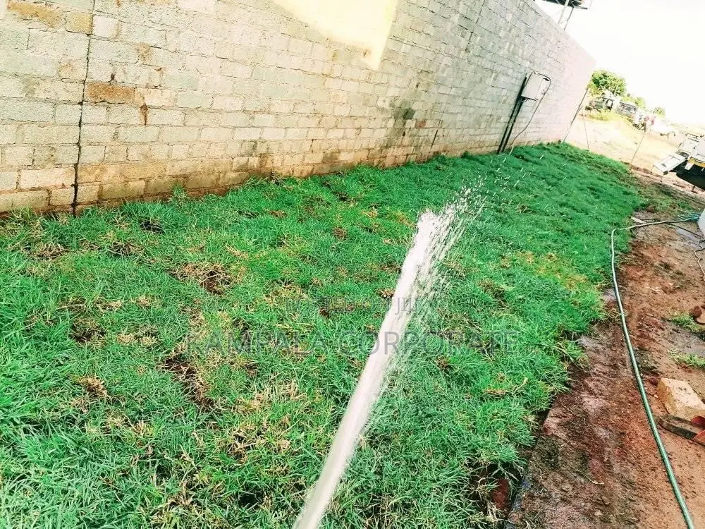Natural Grass Carpet Grass. Free Planting