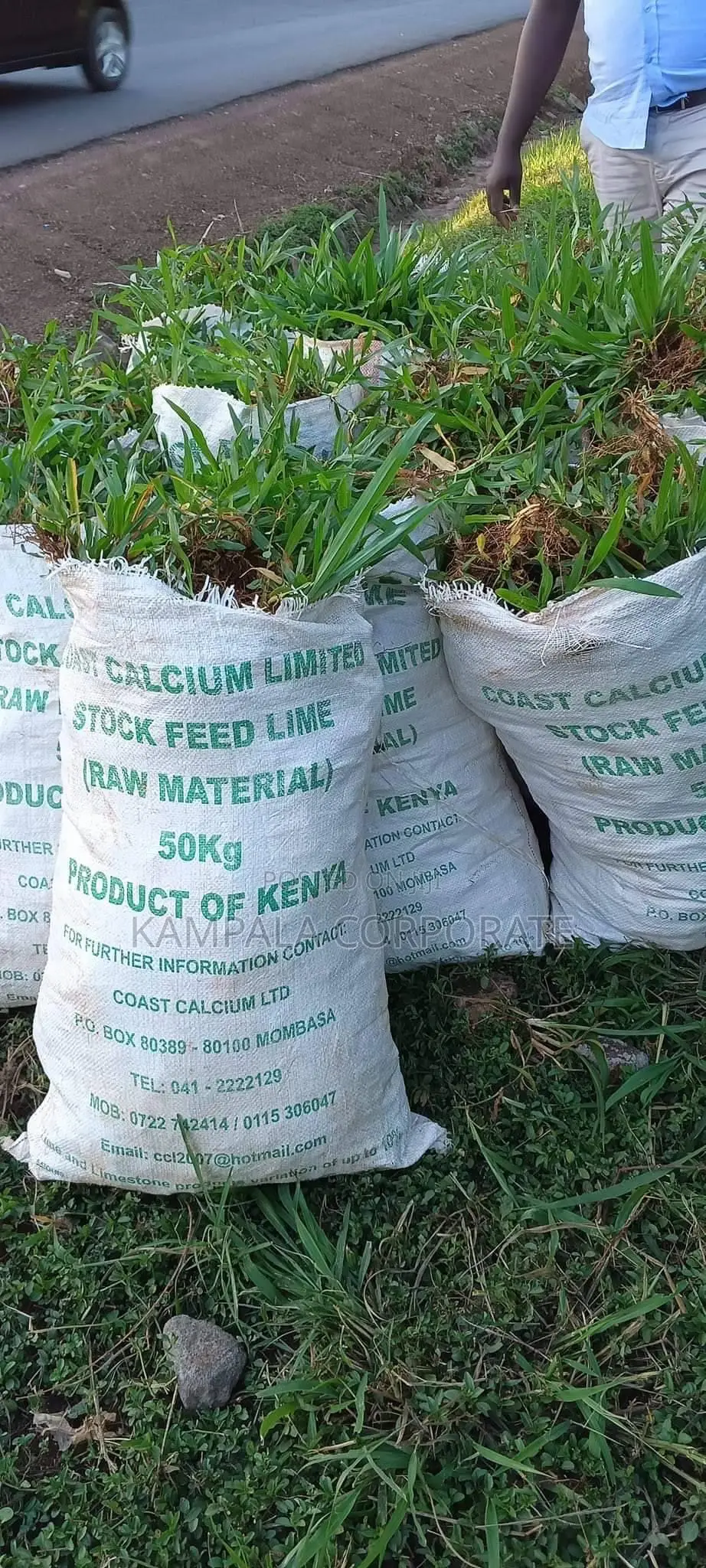 Natural Grass Carpet Grass. Free Planting
