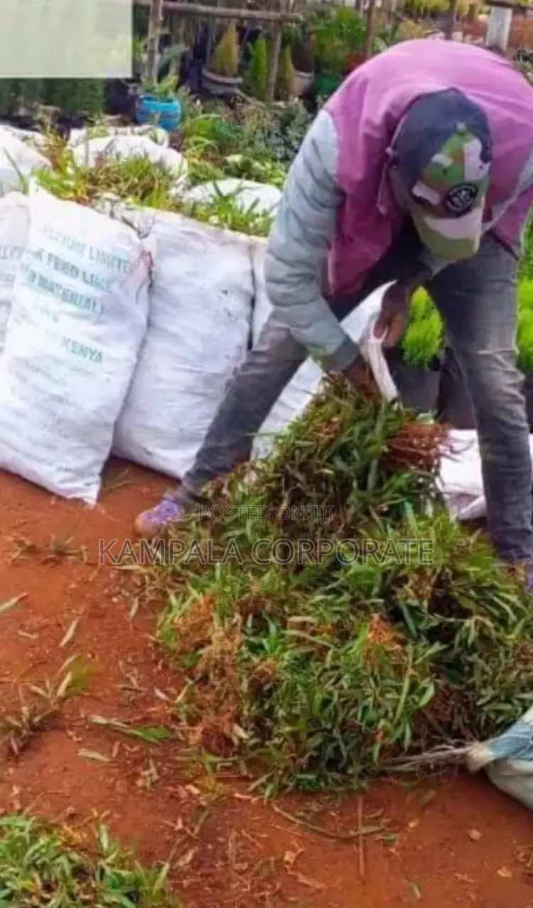 Types of Compound Grass for Sale