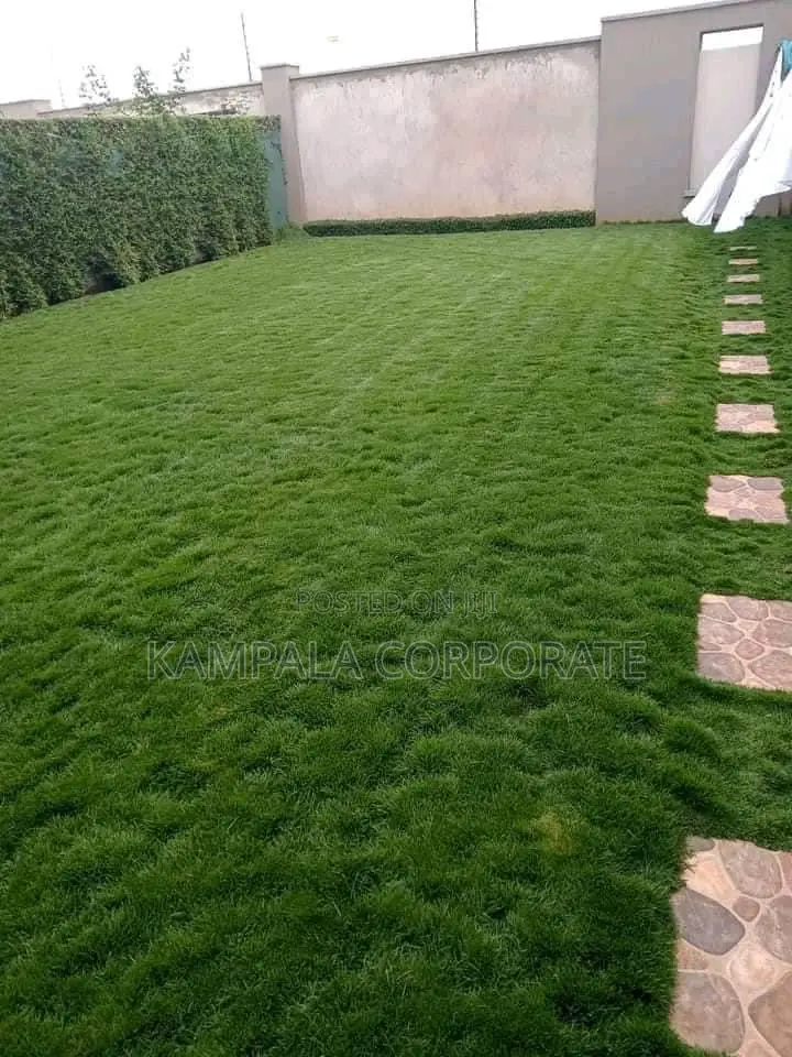 Natural Grass From South Africa