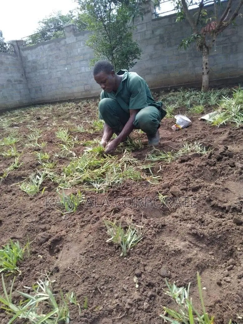 Natural Grass From South Africa