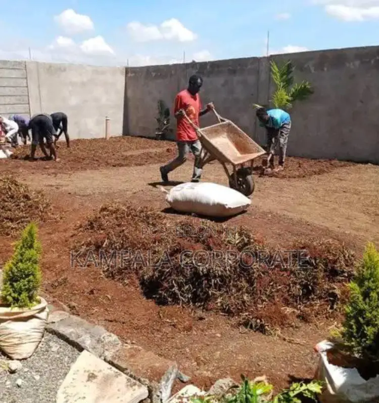 Paspalum Grass for Sale (Free Planting Offer