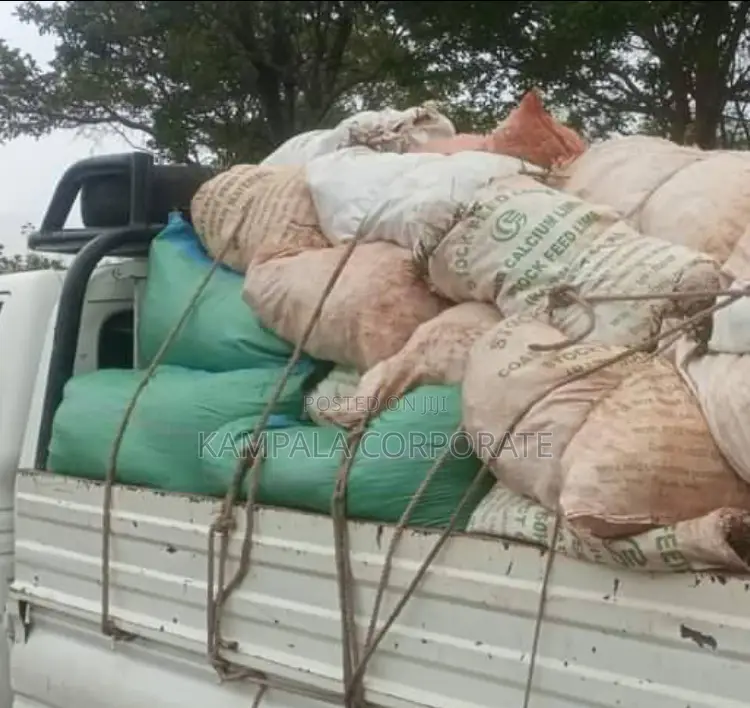 Paspalum Grass for Sale (Free Planting Offer