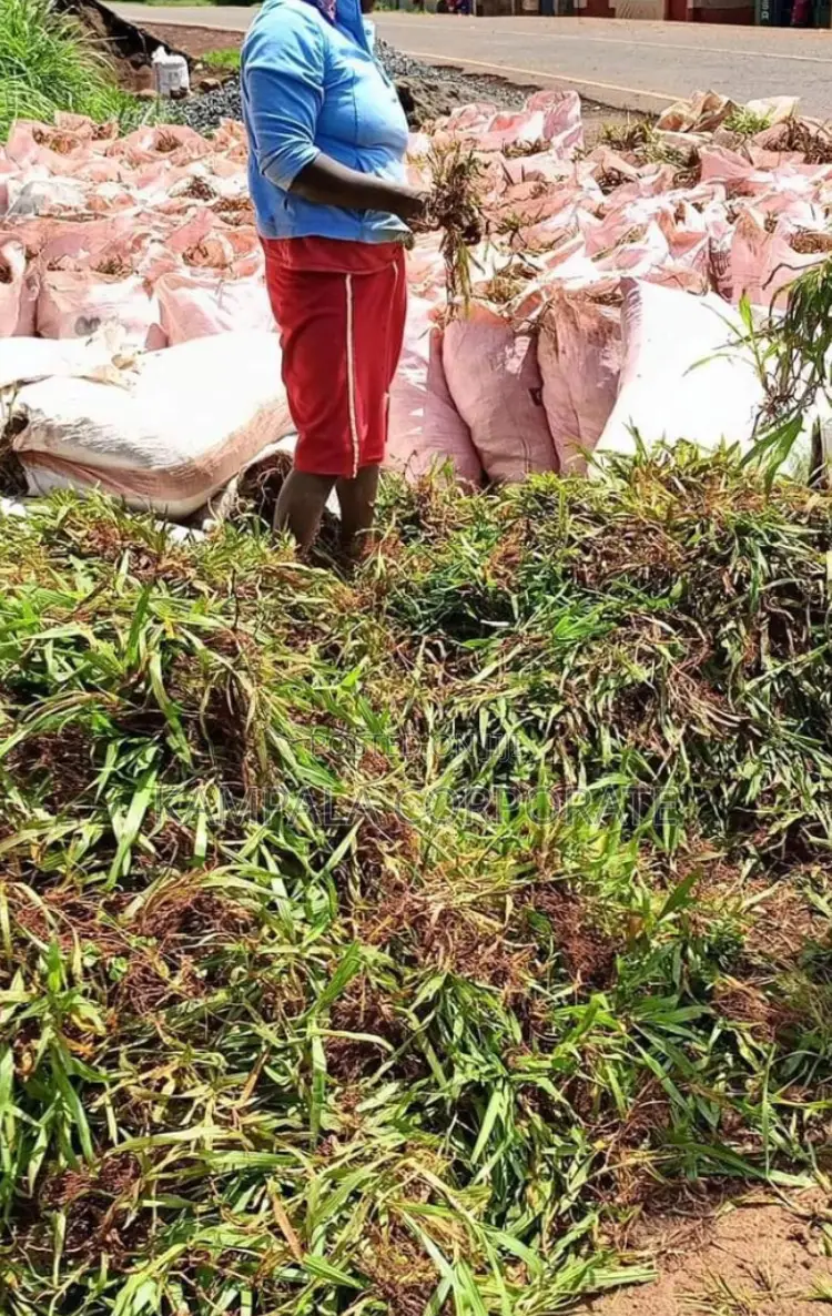 Paspalum Grass for Sale (Free Planting Offer