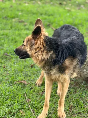 6-12 months Male Purebred German Shepherd