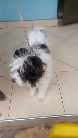 6-12 months Female Purebred Maltese