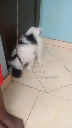 1-3 months Female Purebred Maltese