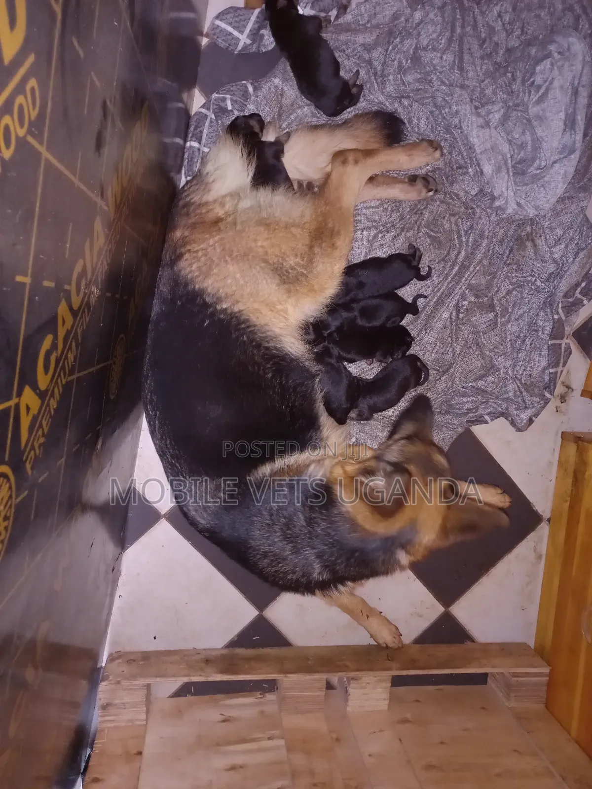 0-1 month Female Purebred German Shepherd