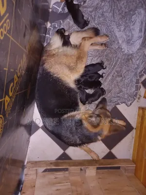 0-1 month Female Purebred German Shepherd