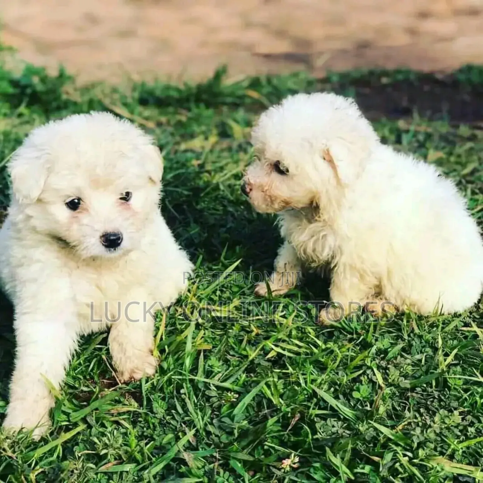 1-3 months Male Purebred Maltese