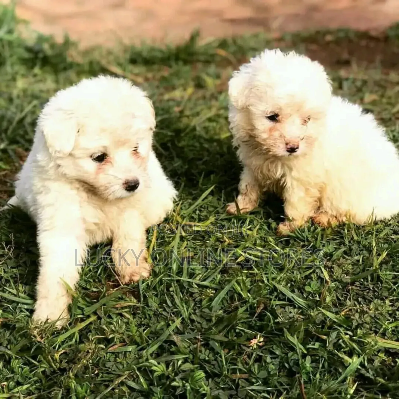 1-3 months Male Purebred Maltese
