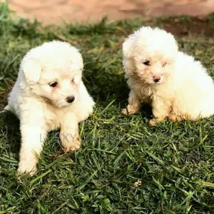 1-3 months Male Purebred Maltese