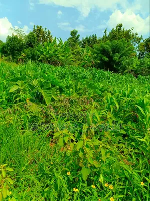 Plot's for Sale in Gayaza