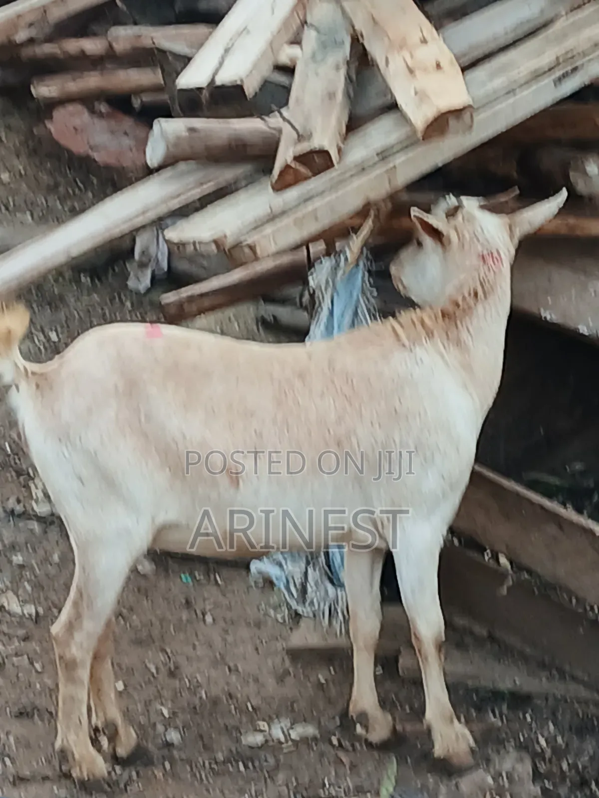 Goood Goat for Rearing