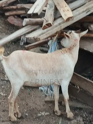 Goood Goat for Rearing
