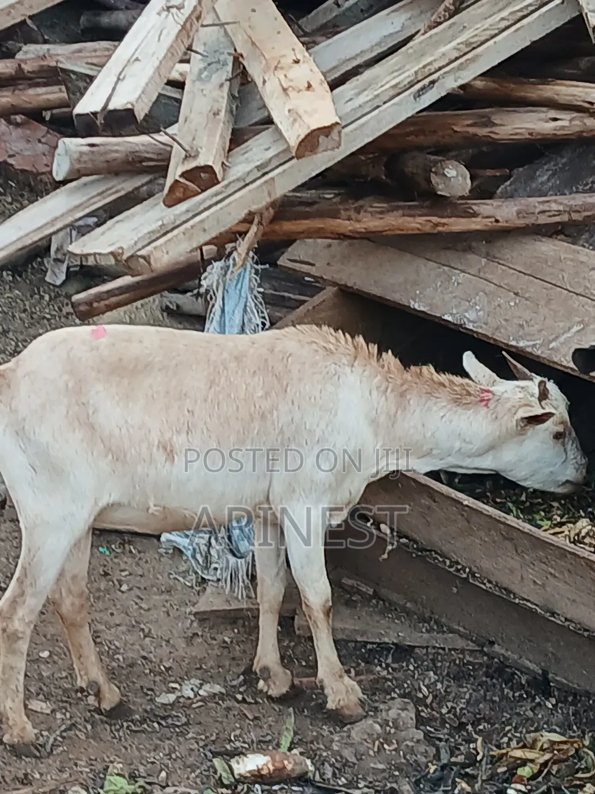Goood Goat for Rearing