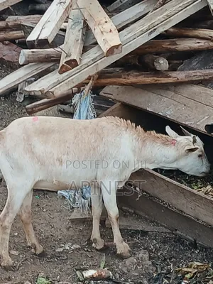 Goood Goat for Rearing