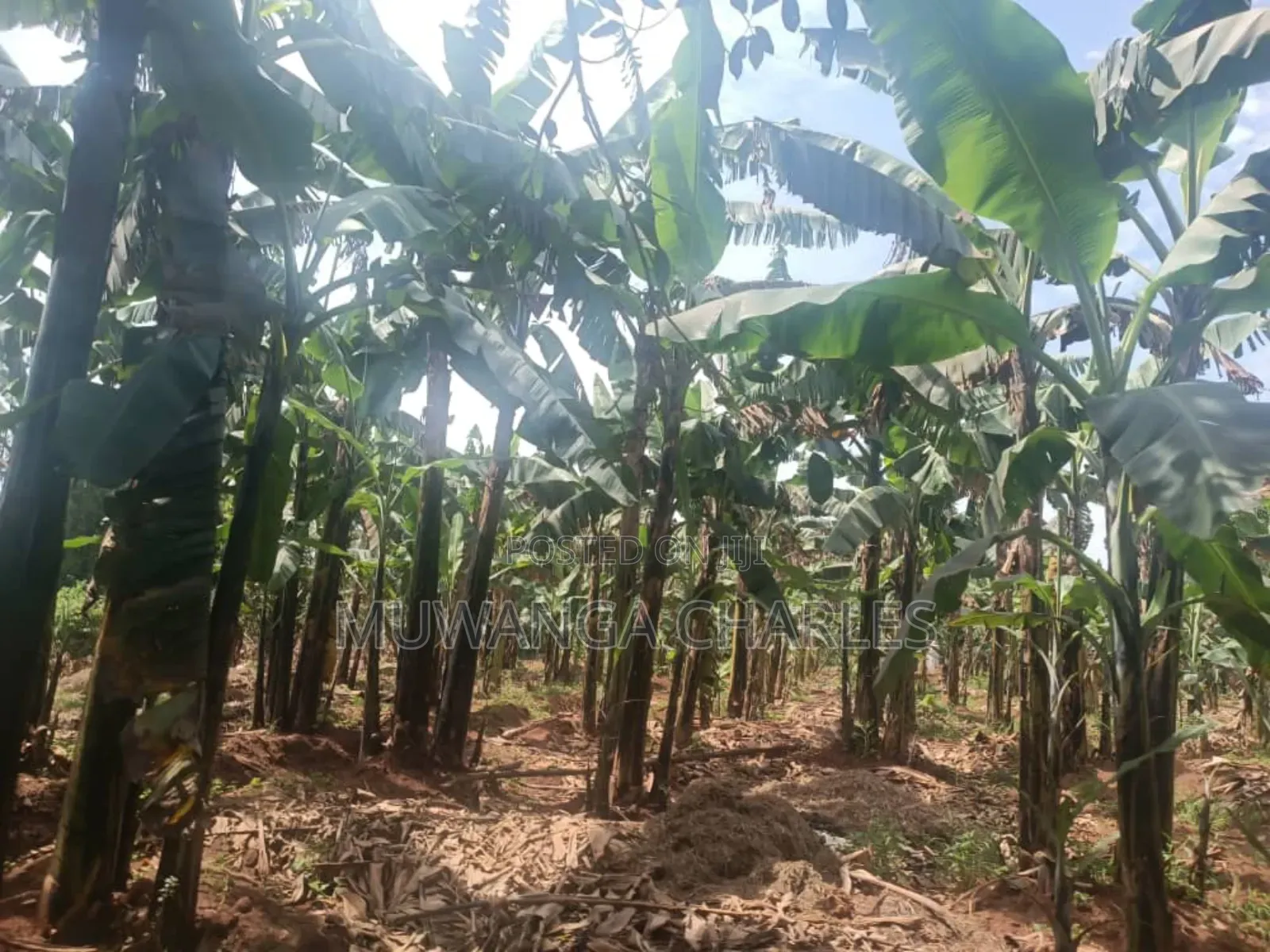 Land for Sale in Zirobwe