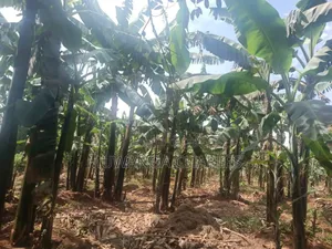 Land for Sale in Zirobwe