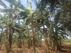 Land for Sale in Zirobwe
