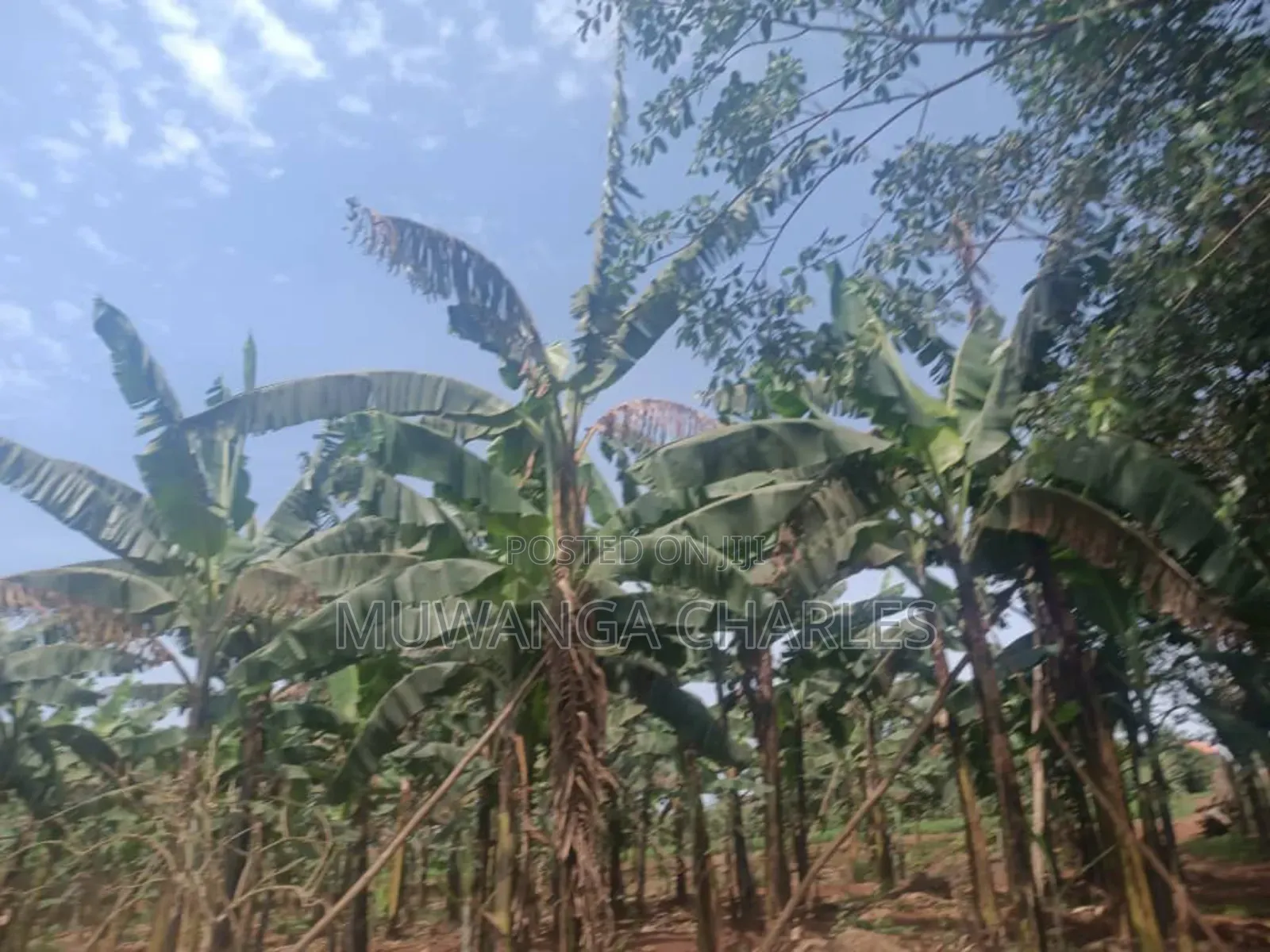 Land for Sale in Zirobwe