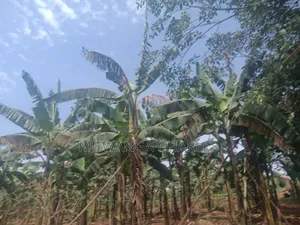 Land for Sale in Zirobwe