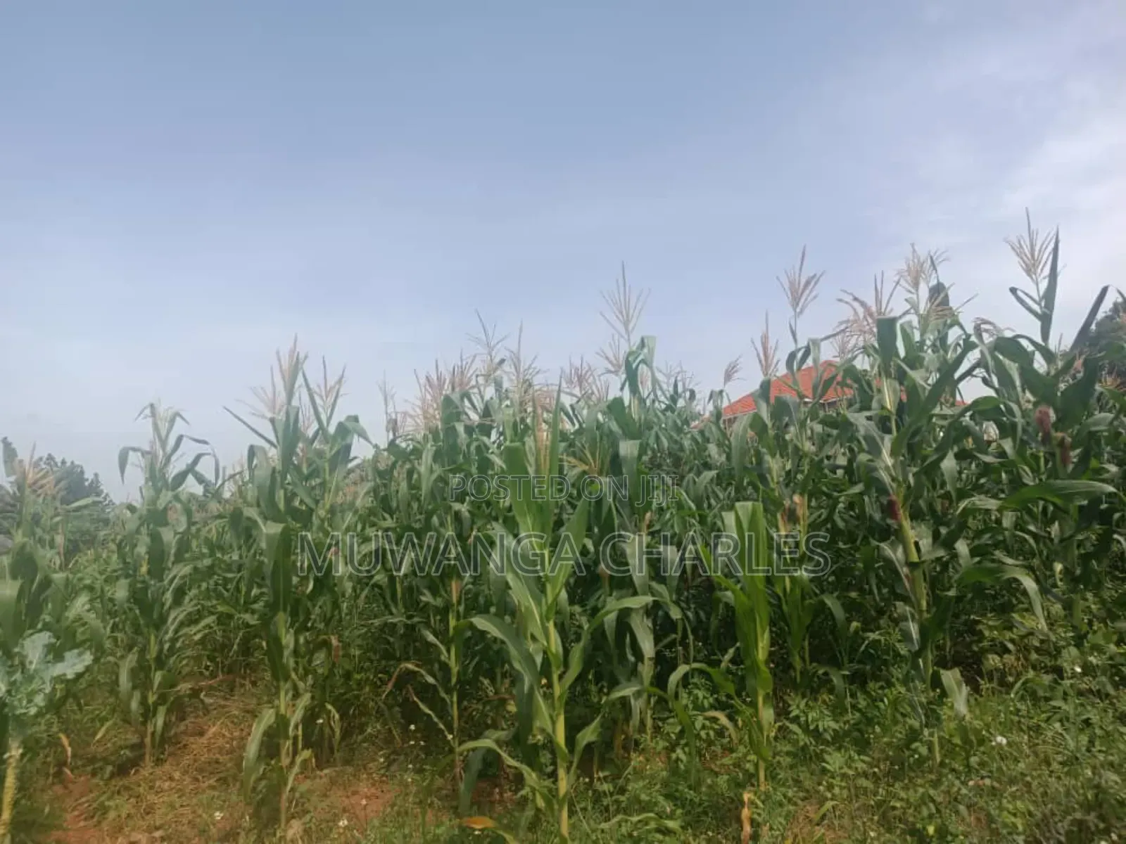 Land for Sale in Zirobwe