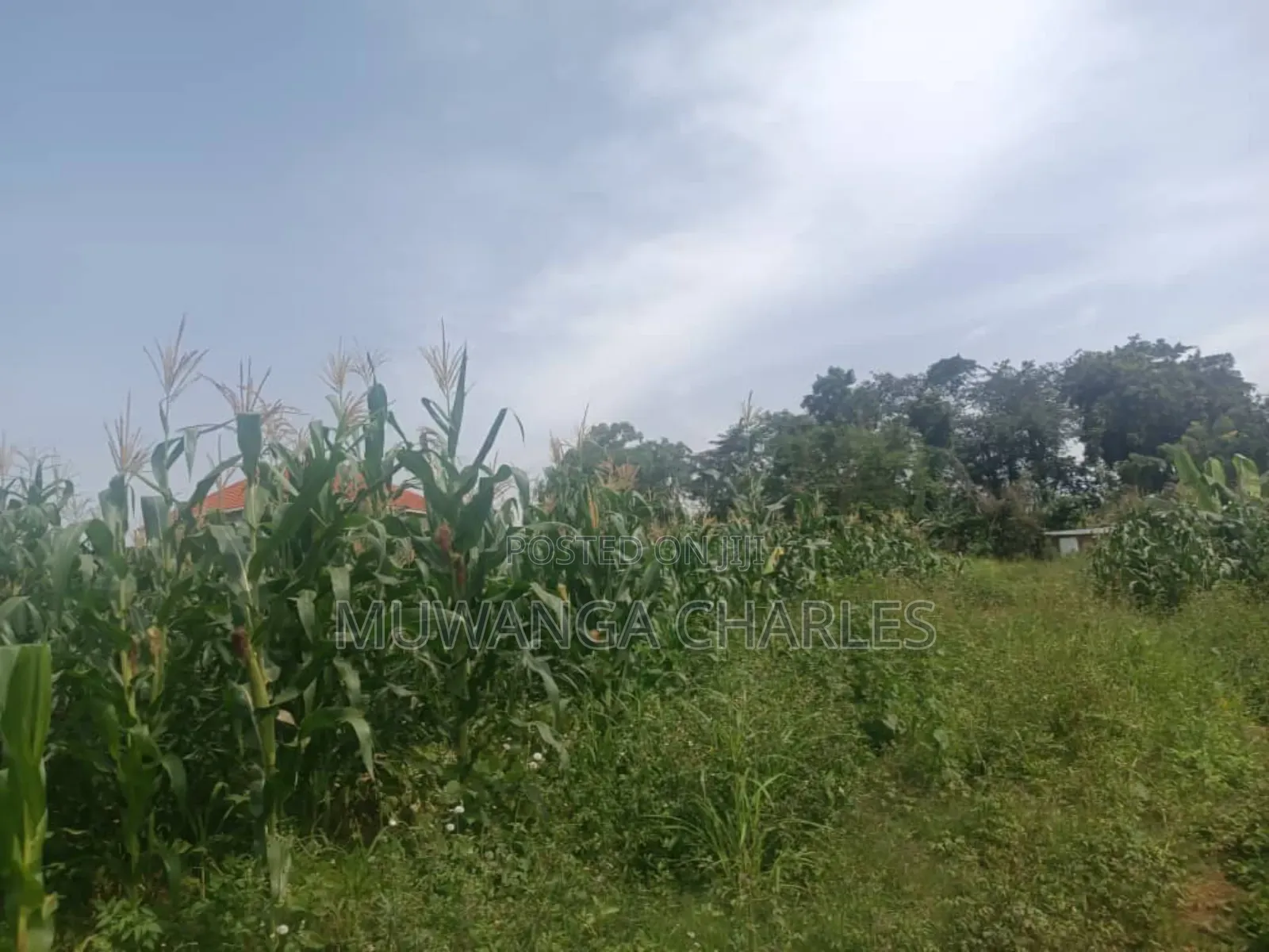 Land for Sale in Zirobwe