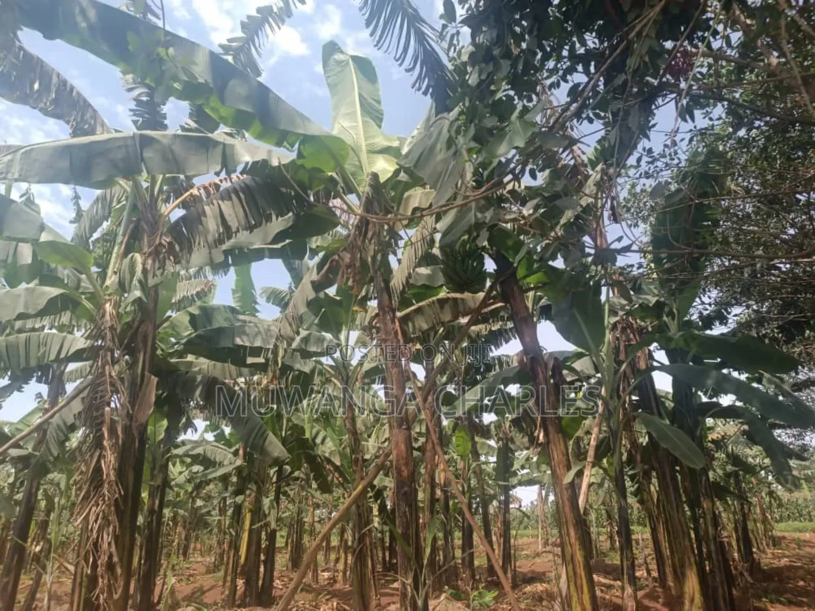 Land for Sale in Zirobwe