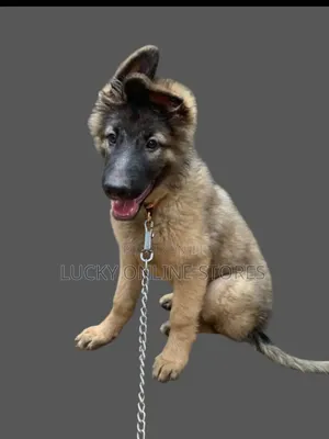 1-3 months Male Purebred German Shepherd