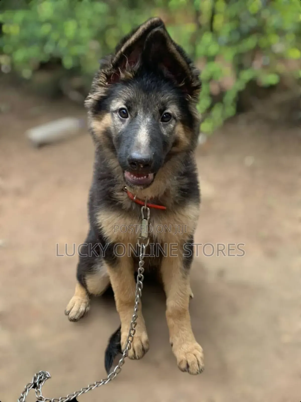 1-3 months Male Purebred German Shepherd