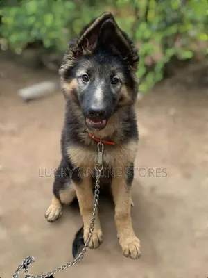 1-3 months Male Purebred German Shepherd