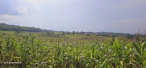 Grow Your Wealth Through Investing in Land