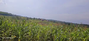 Own a Piece of Paradise: Land for Sale