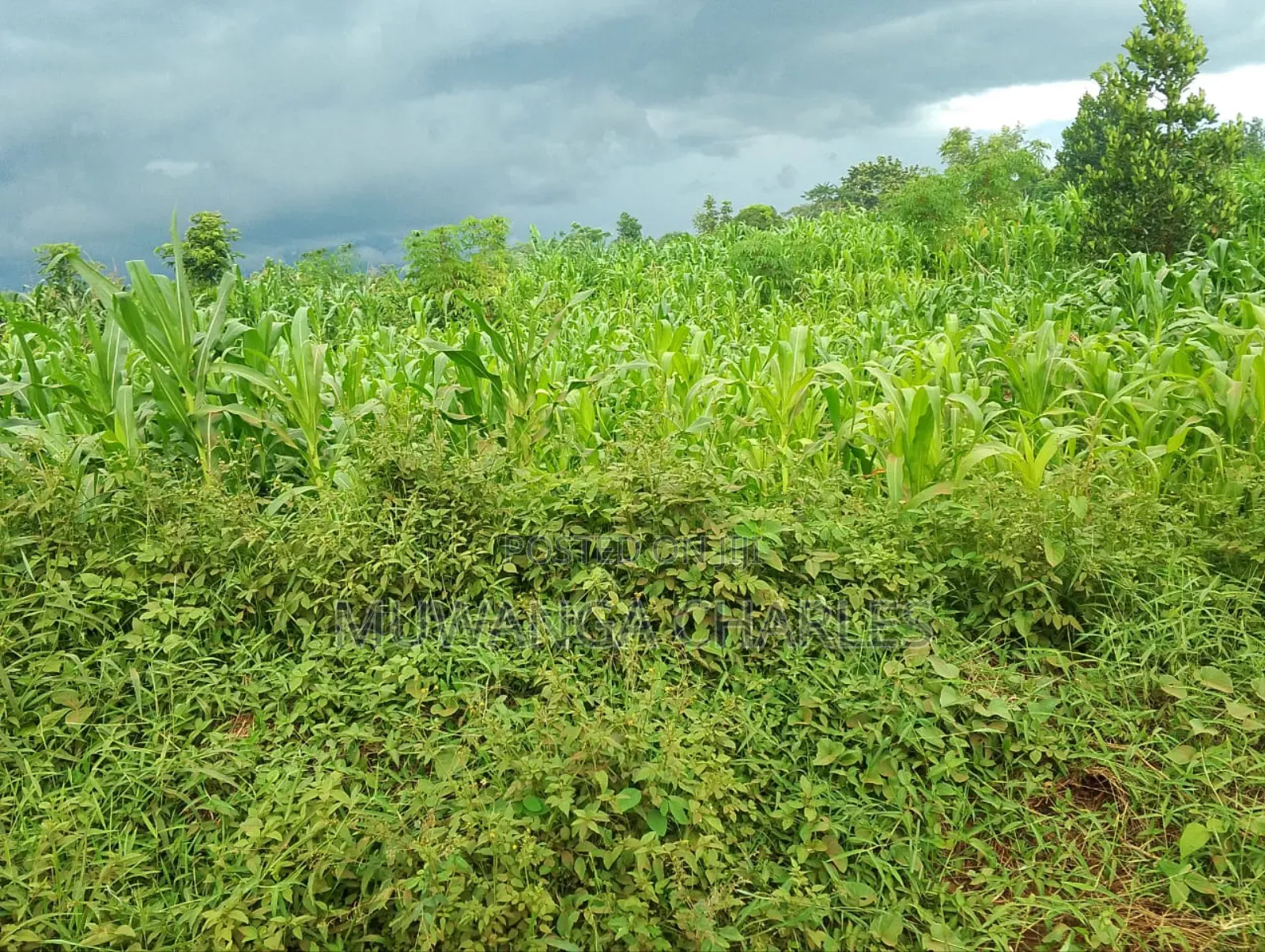 3acres I Land for Sale in Kalagala