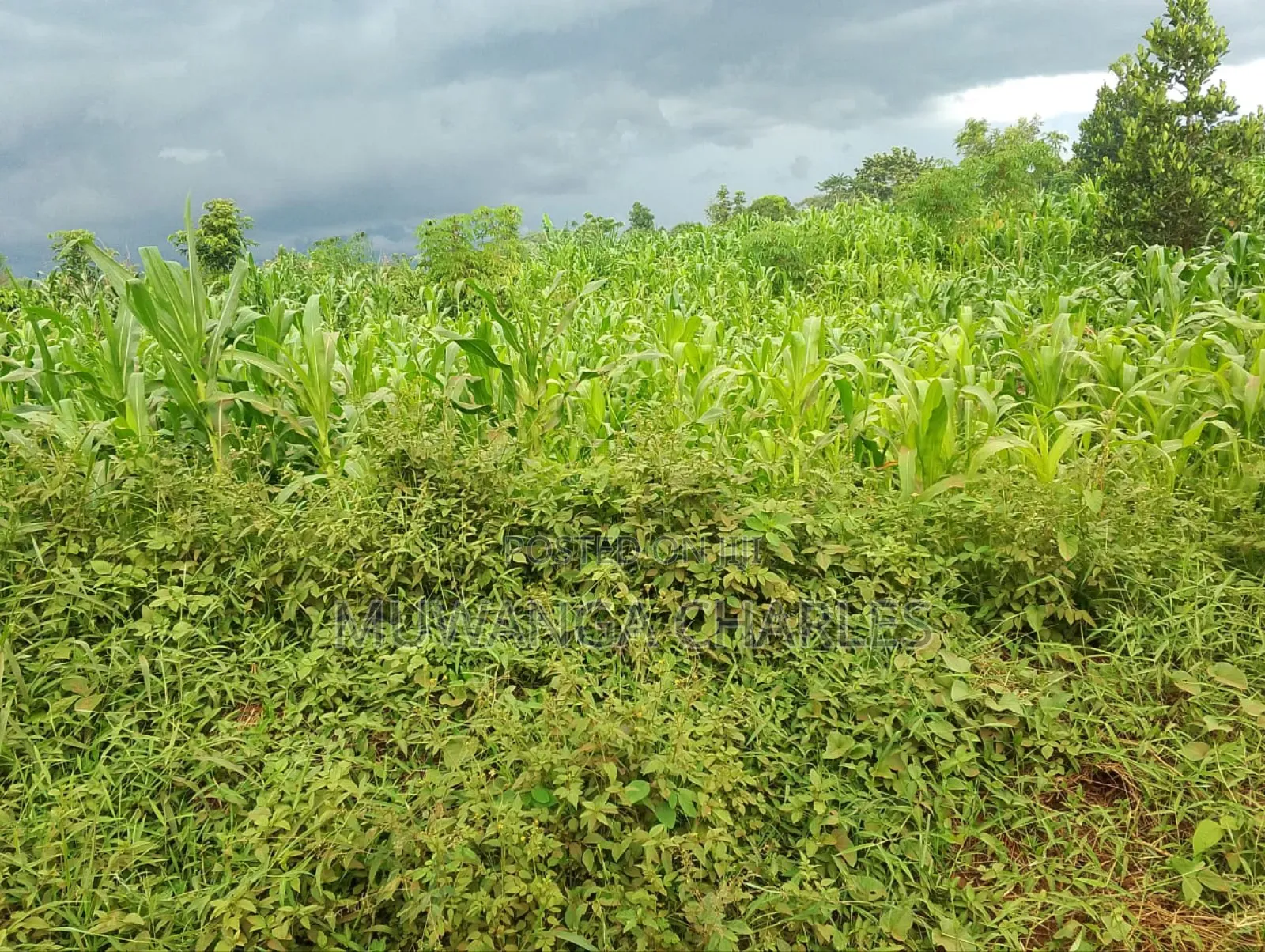 3acres I Land for Sale in Kalagala