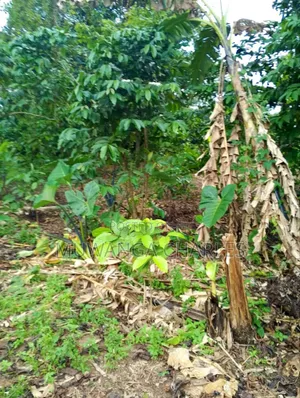 Plot for Sale in Kitetika