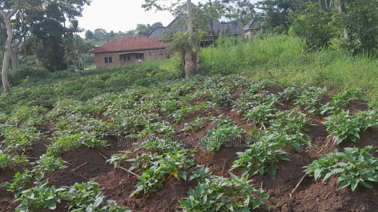30decimasl of Land for Sale in Kyanja Kungu