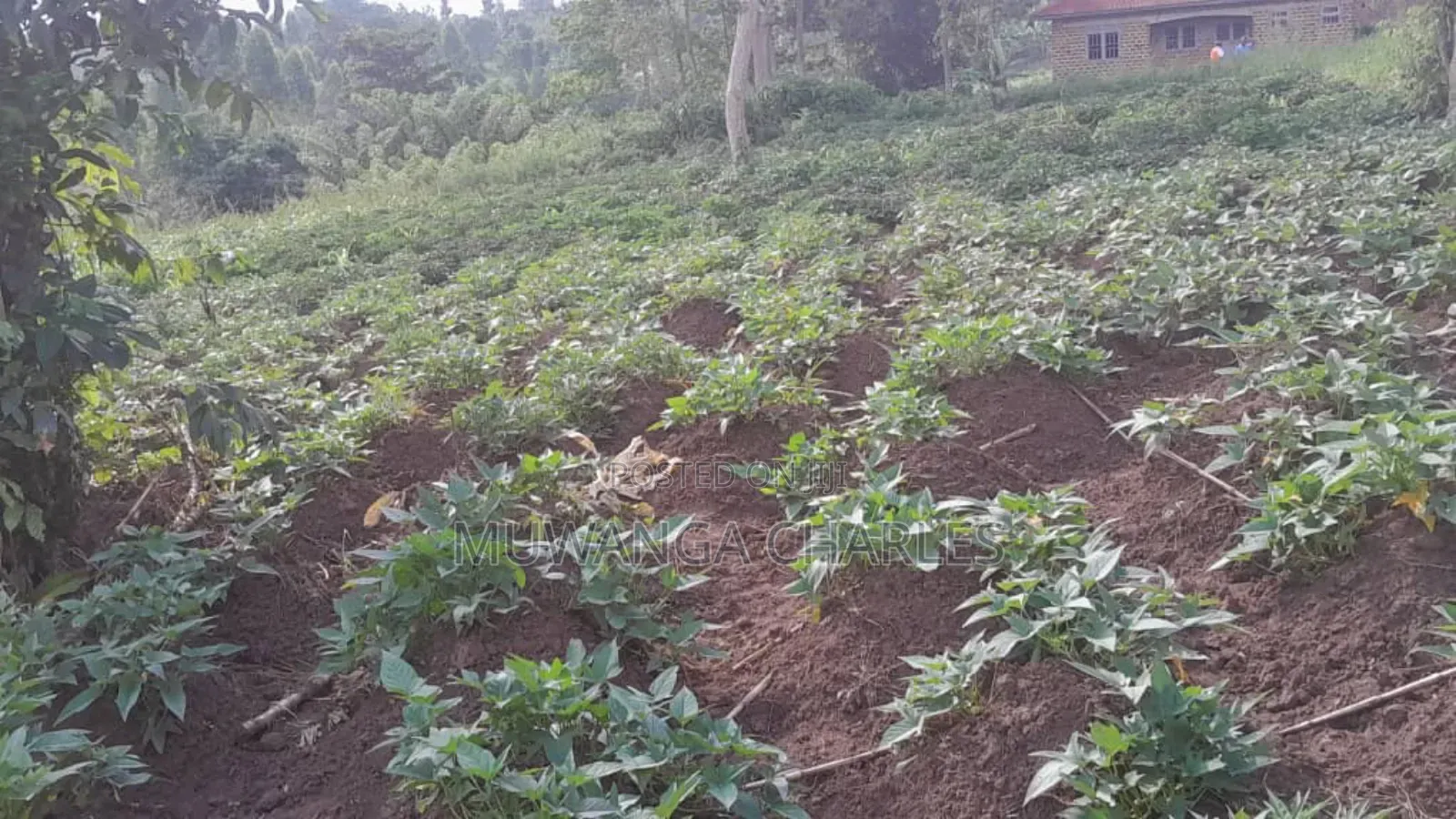 30decimasl of Land for Sale in Kyanja Kungu